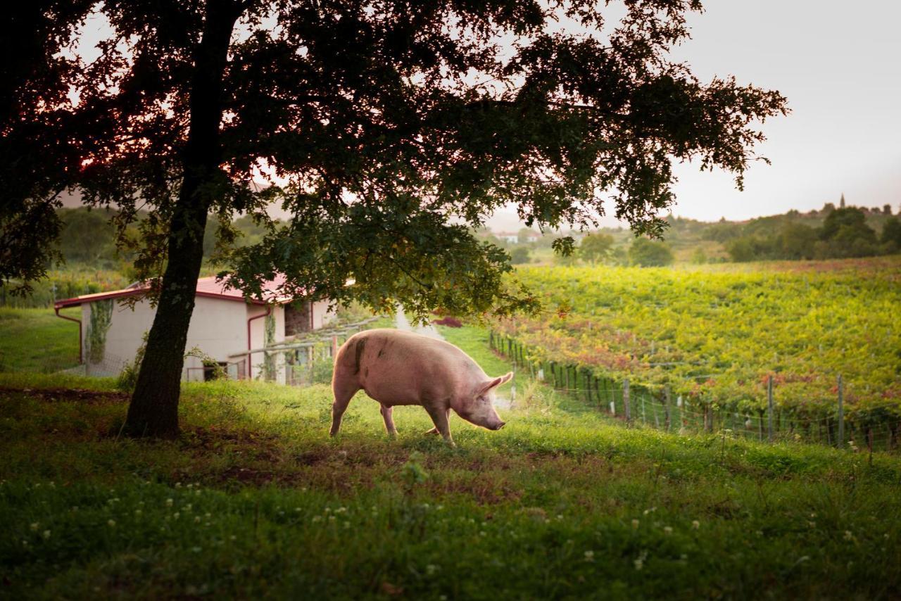 Vila Tourist Farm Skerlj Dutovlje Exteriér fotografie